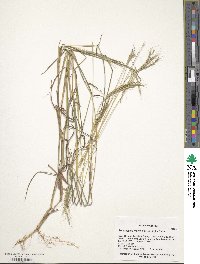 Bothriochloa macra image