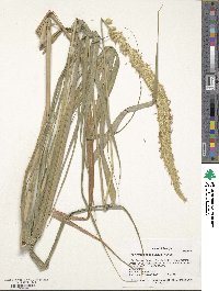 Cenchrus squamulatus image