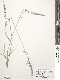 Bouteloua curtipendula image