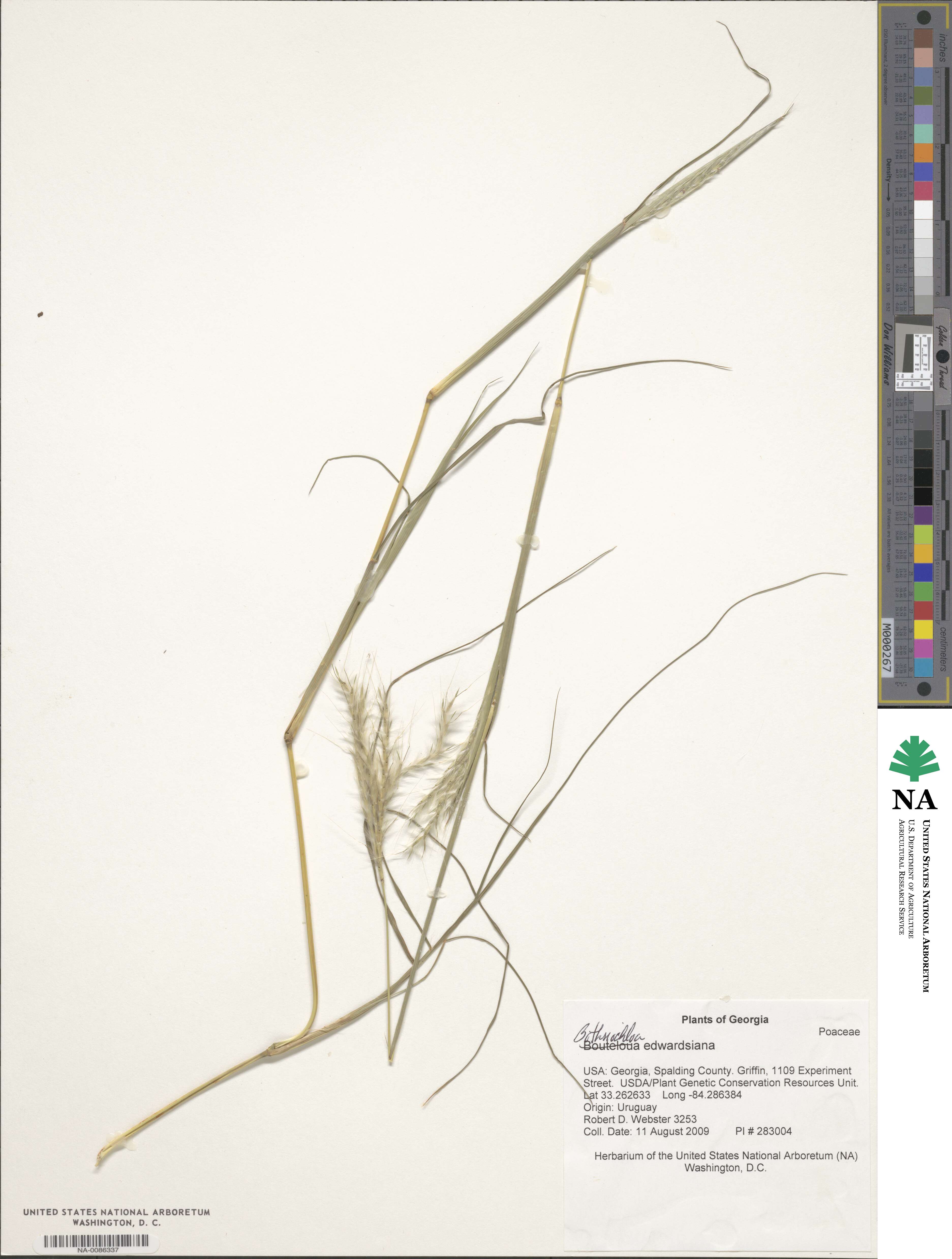 Bothriochloa edwardsiana image