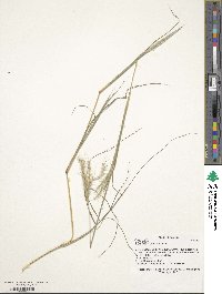 Image of Bothriochloa edwardsiana