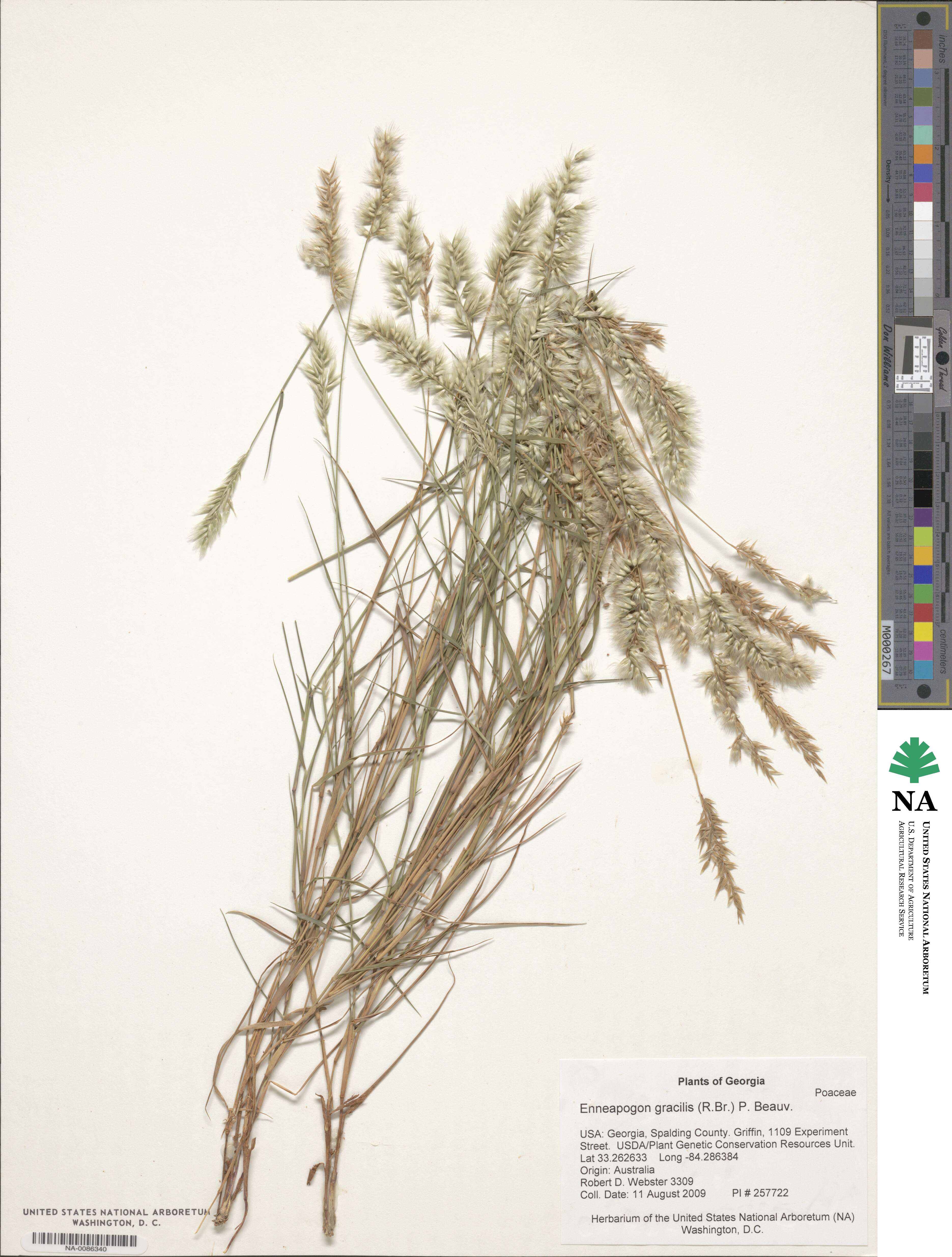 Enneapogon gracilis image