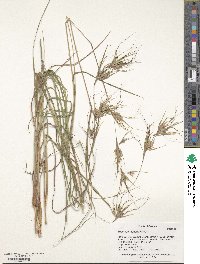 Themeda triandra image