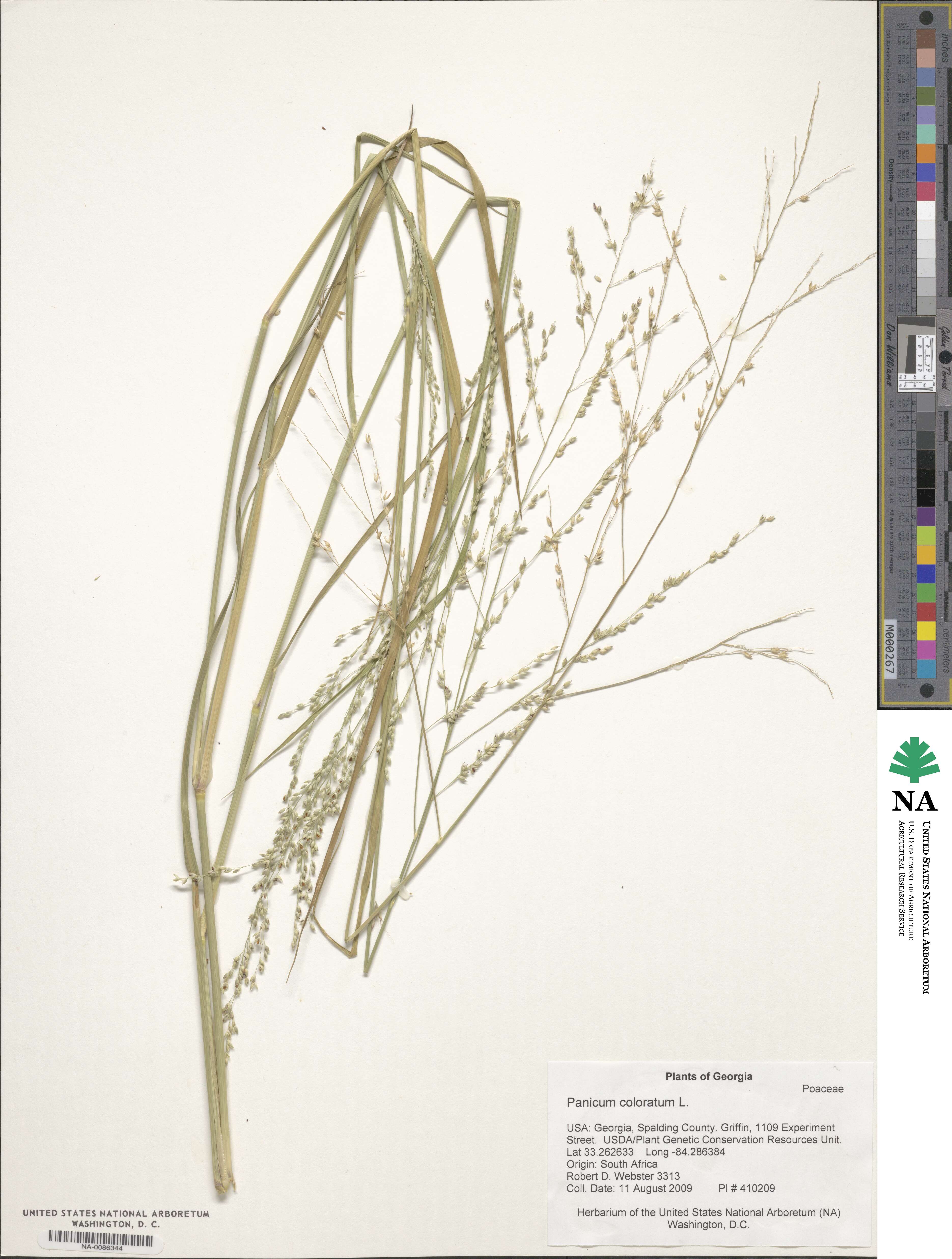 Panicum coloratum image