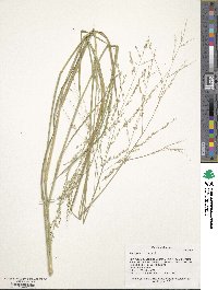 Panicum coloratum image