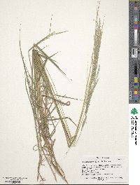 Digitaria californica image