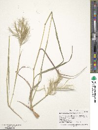 Bothriochloa insculpta image