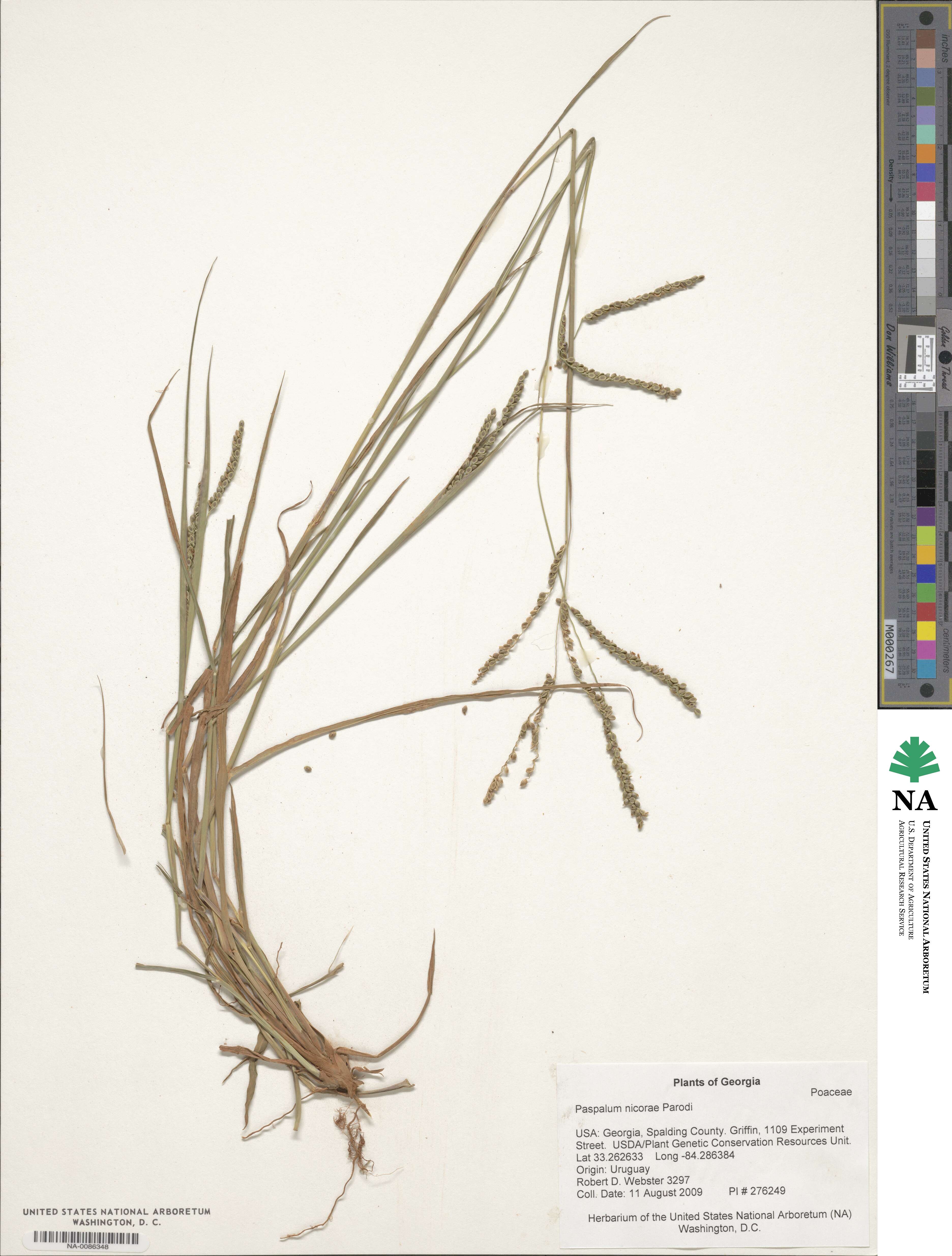 Paspalum lepton image