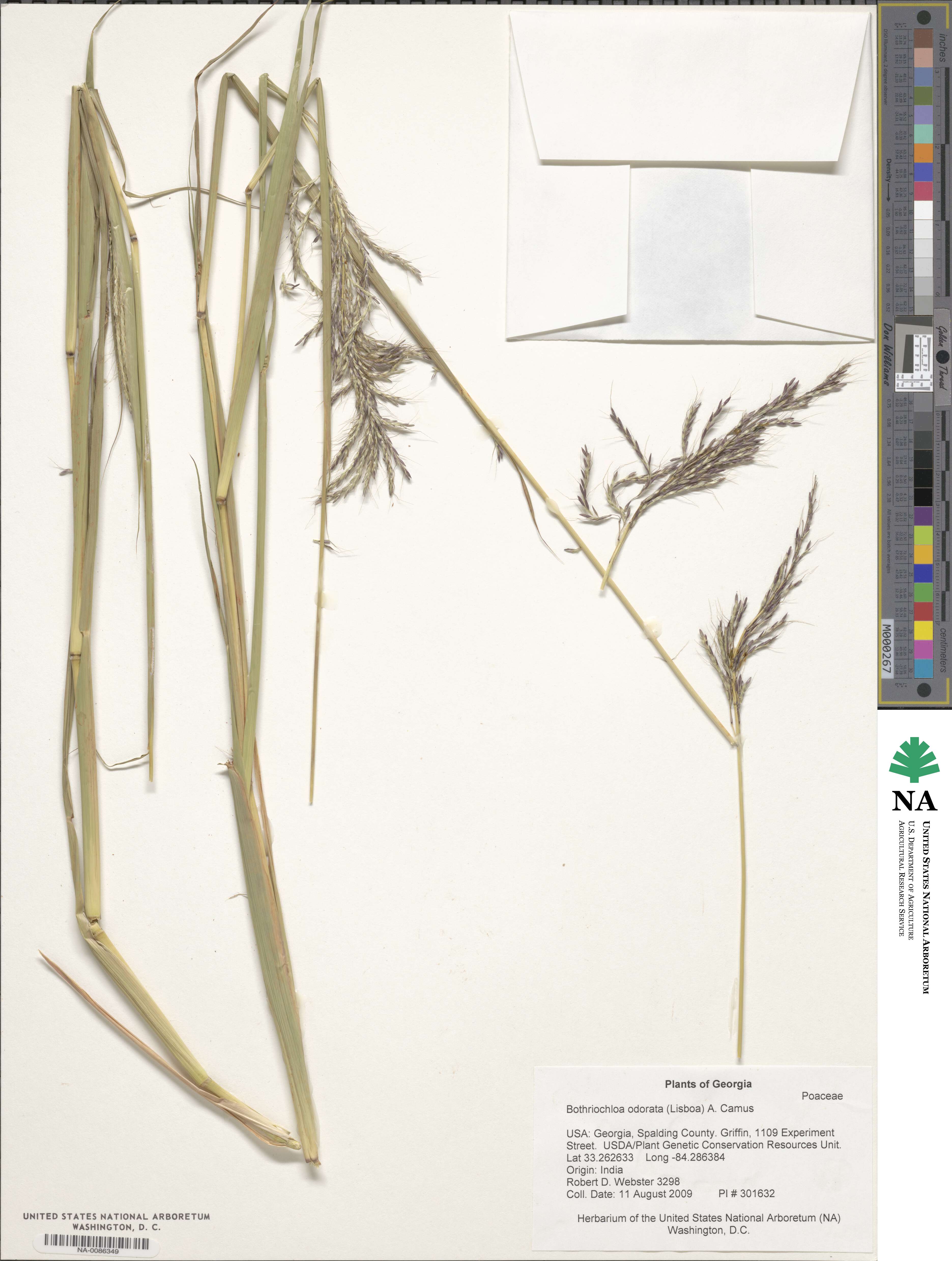 Bothriochloa bladhii image