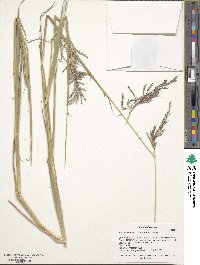 Bothriochloa bladhii image