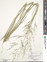 Panicum coloratum image