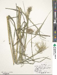 Bothriochloa decipiens image