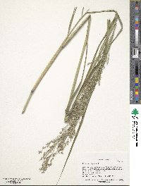 Panicum virgatum image