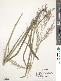 Panicum virgatum image