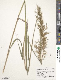 Sorghastrum nutans image