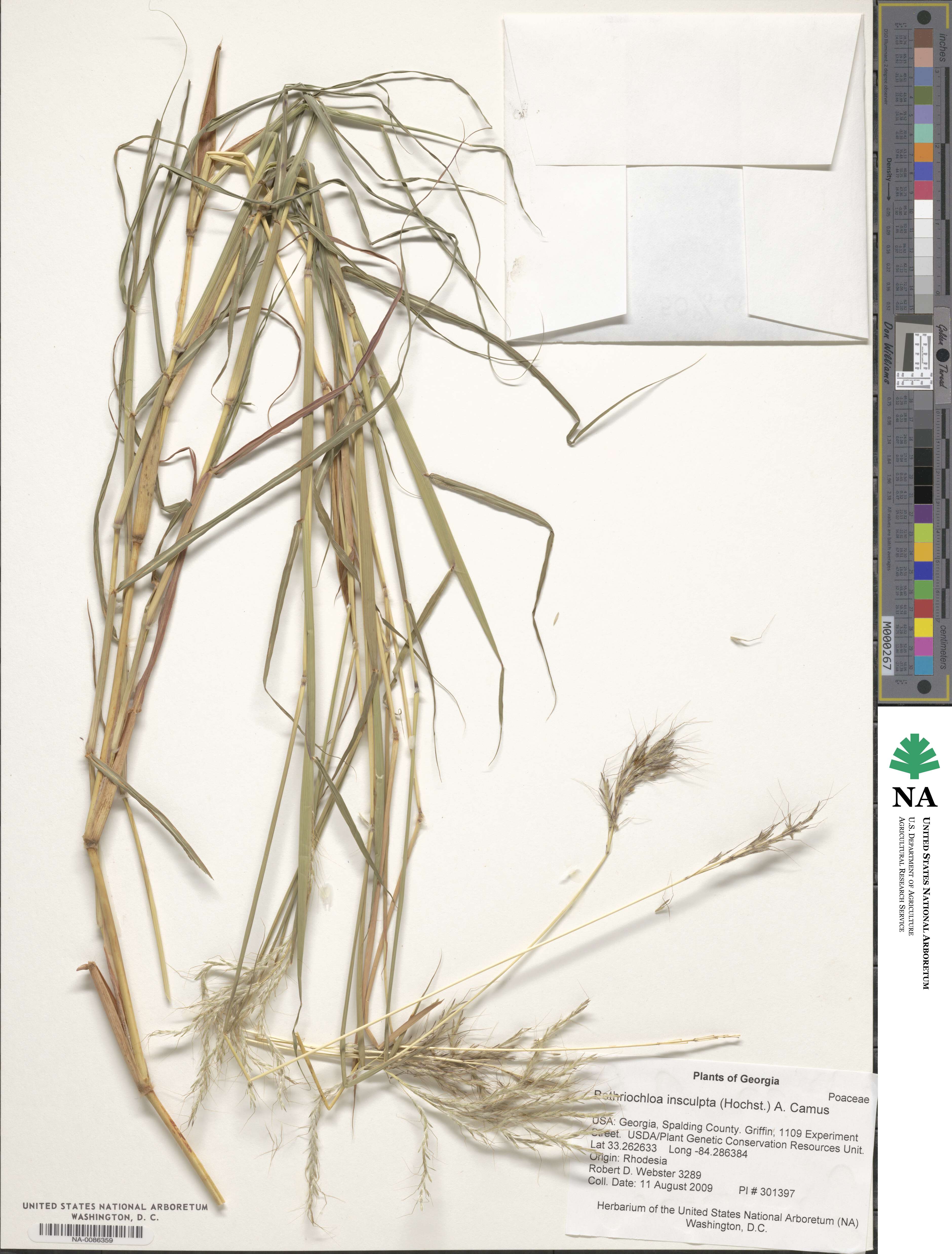 Bothriochloa insculpta image