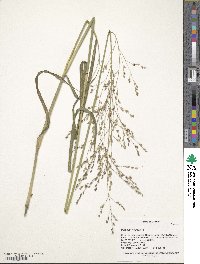 Panicum virgatum image