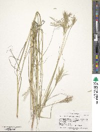 Bothriochloa ischaemum image