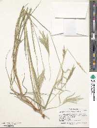 Bothriochloa bladhii image