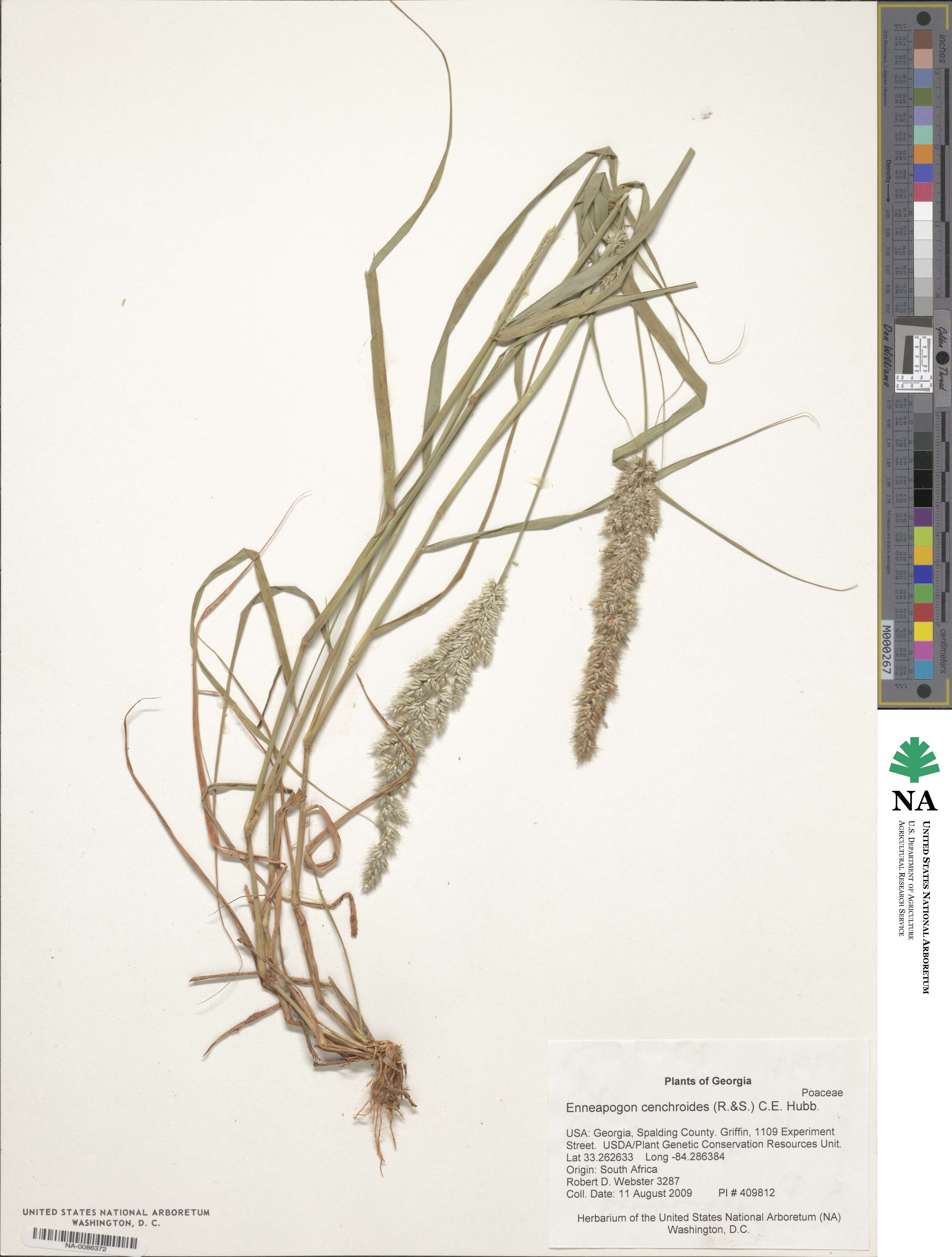 Enneapogon cenchroides image