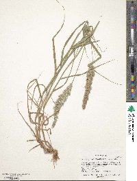 Enneapogon cenchroides image