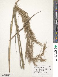 Sorghastrum nutans image