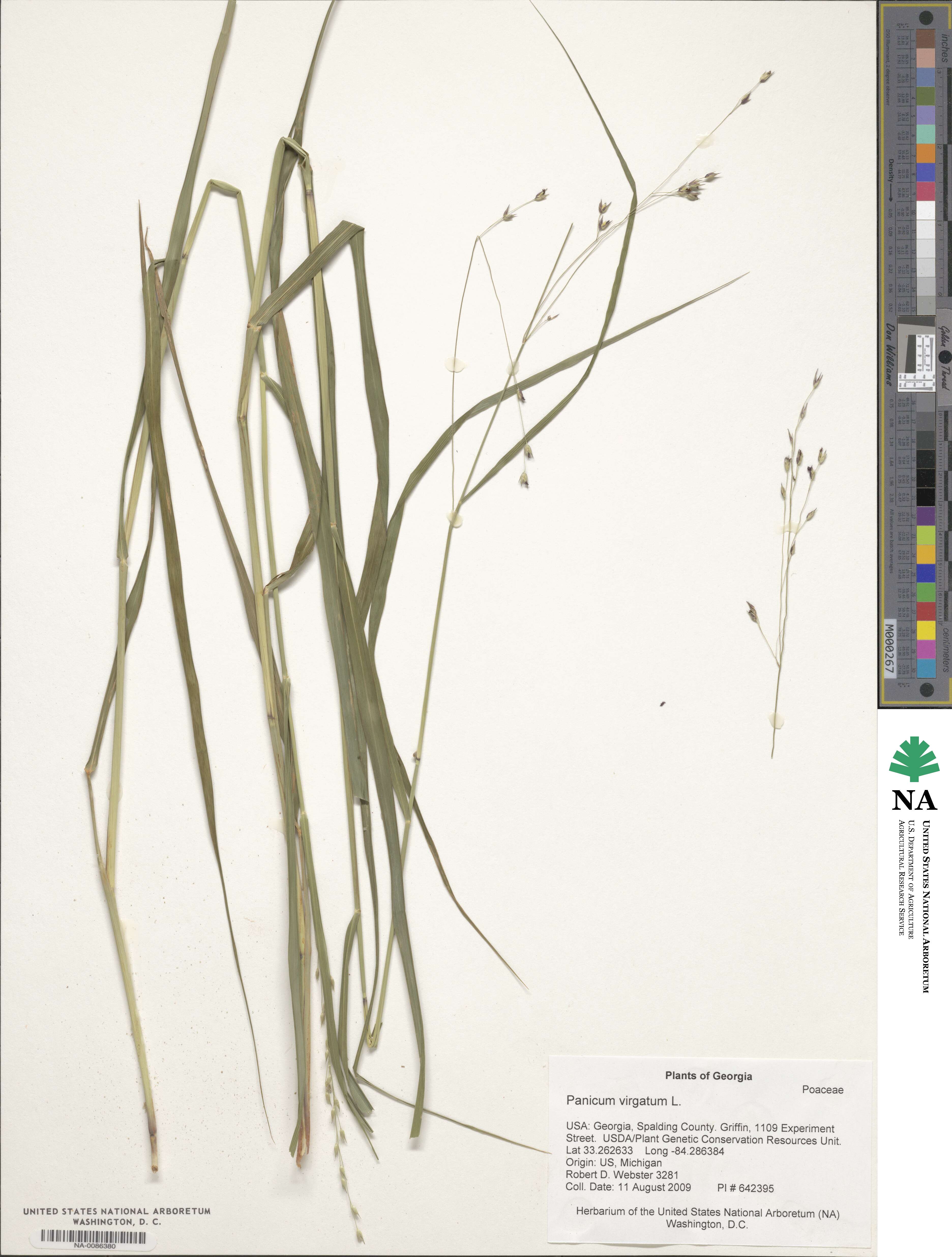 Panicum virgatum image