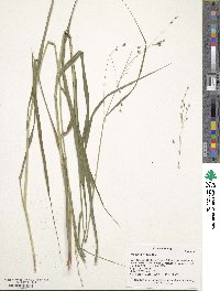 Panicum virgatum image