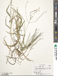 Digitaria ciliaris image