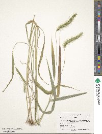 Setaria faberi image