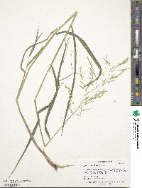 Leersia oryzoides image