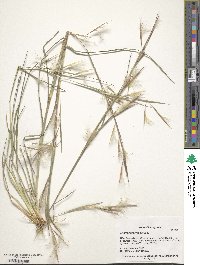 Andropogon virginicus image