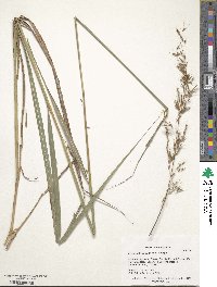 Sorghastrum nutans image