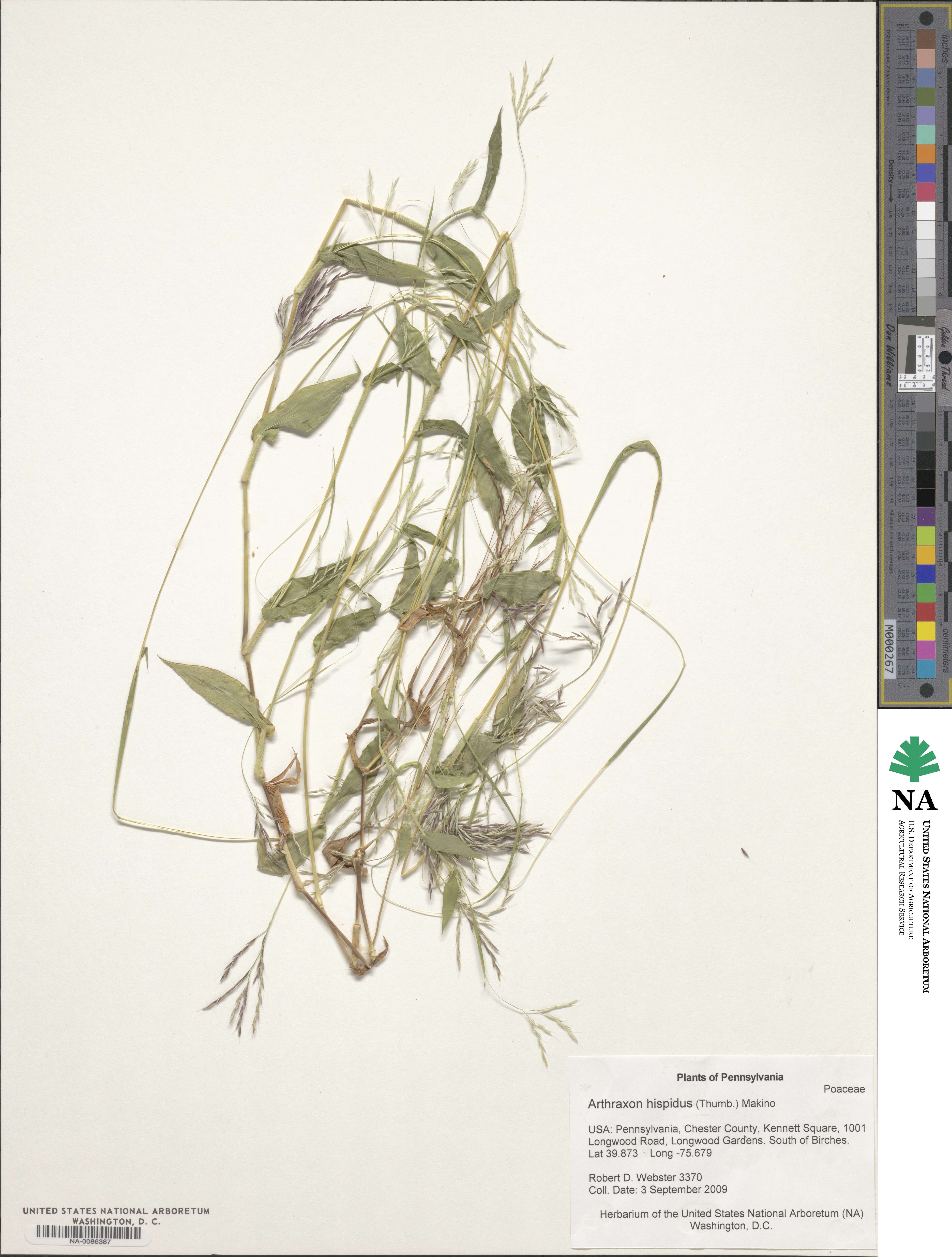 Arthraxon hispidus image
