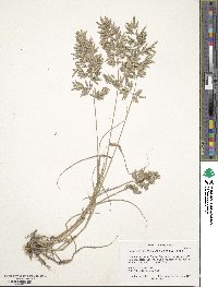 Eragrostis cilianensis image