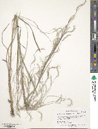 Schizachyrium scoparium image