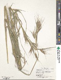 Themeda triandra image