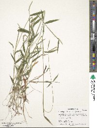 Microstegium vimineum image