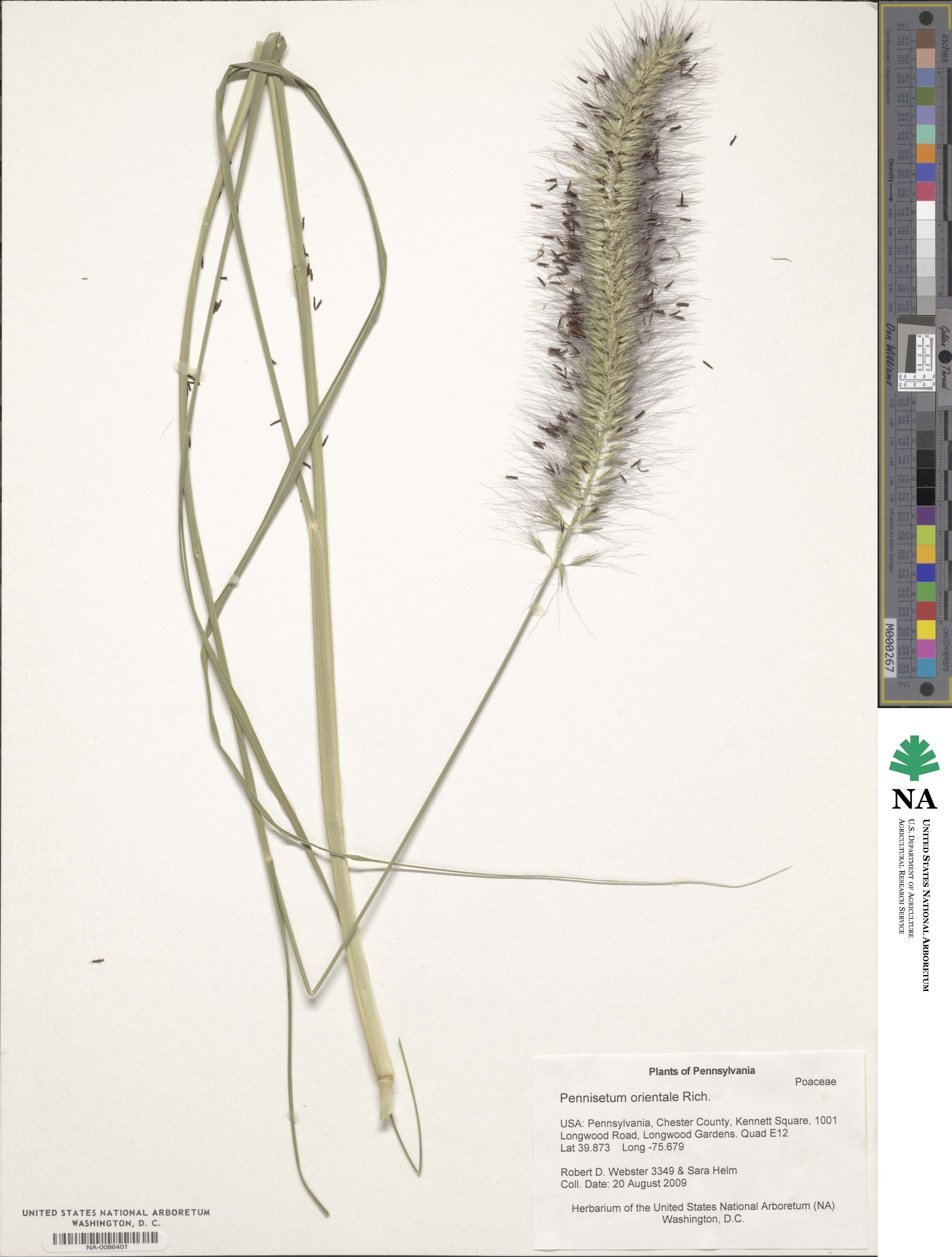 Cenchrus orientalis image