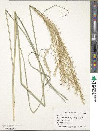 Miscanthus sinensis image