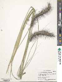 Cenchrus alopecuroides image