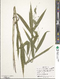 Chasmanthium latifolium image