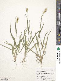 Setaria pumila image