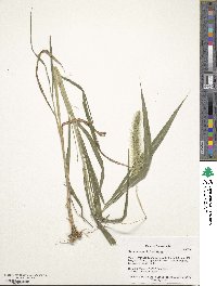 Setaria faberi image