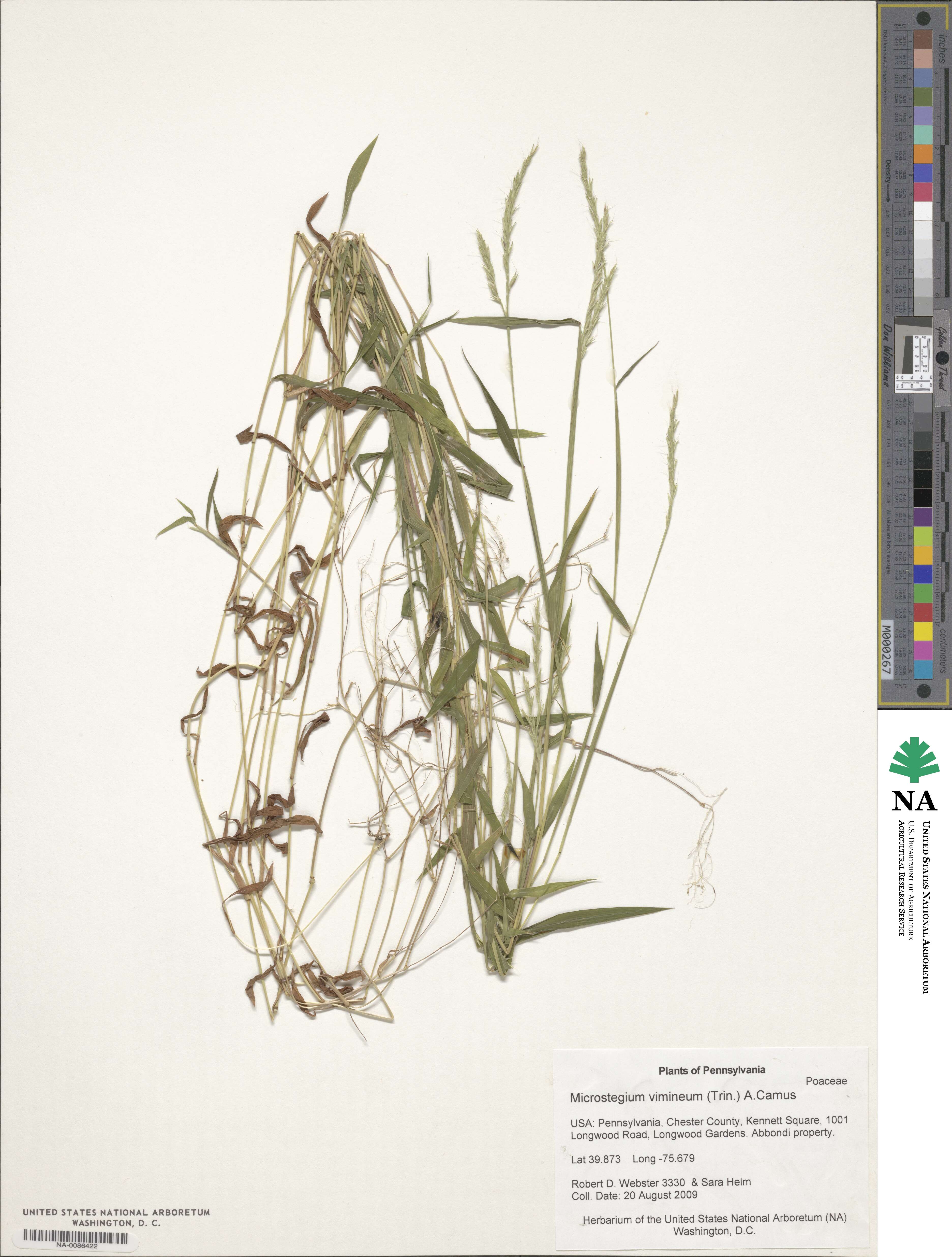 Microstegium vimineum image
