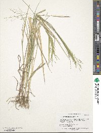 Panicum dichotomiflorum image