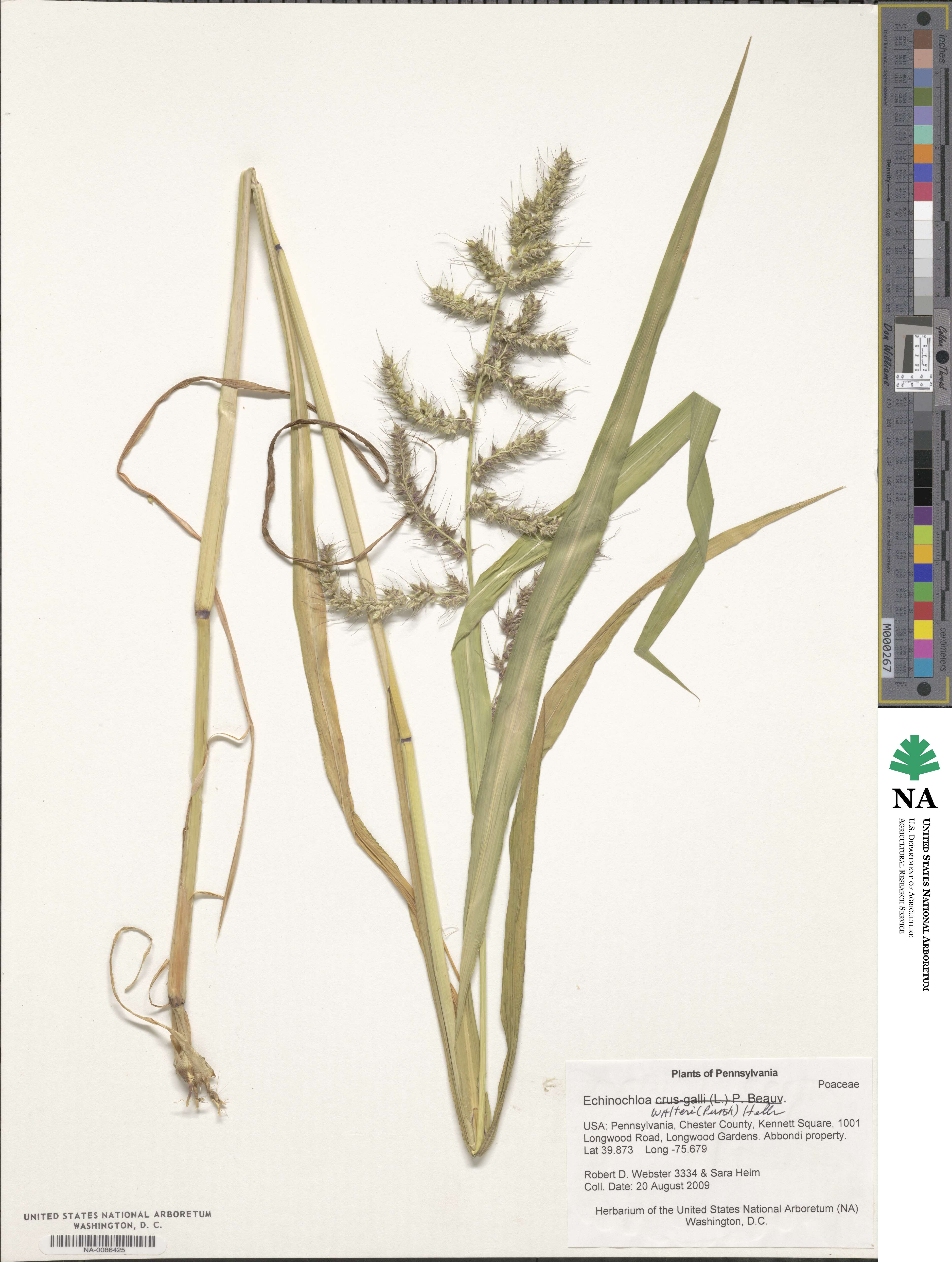 Echinochloa walteri image