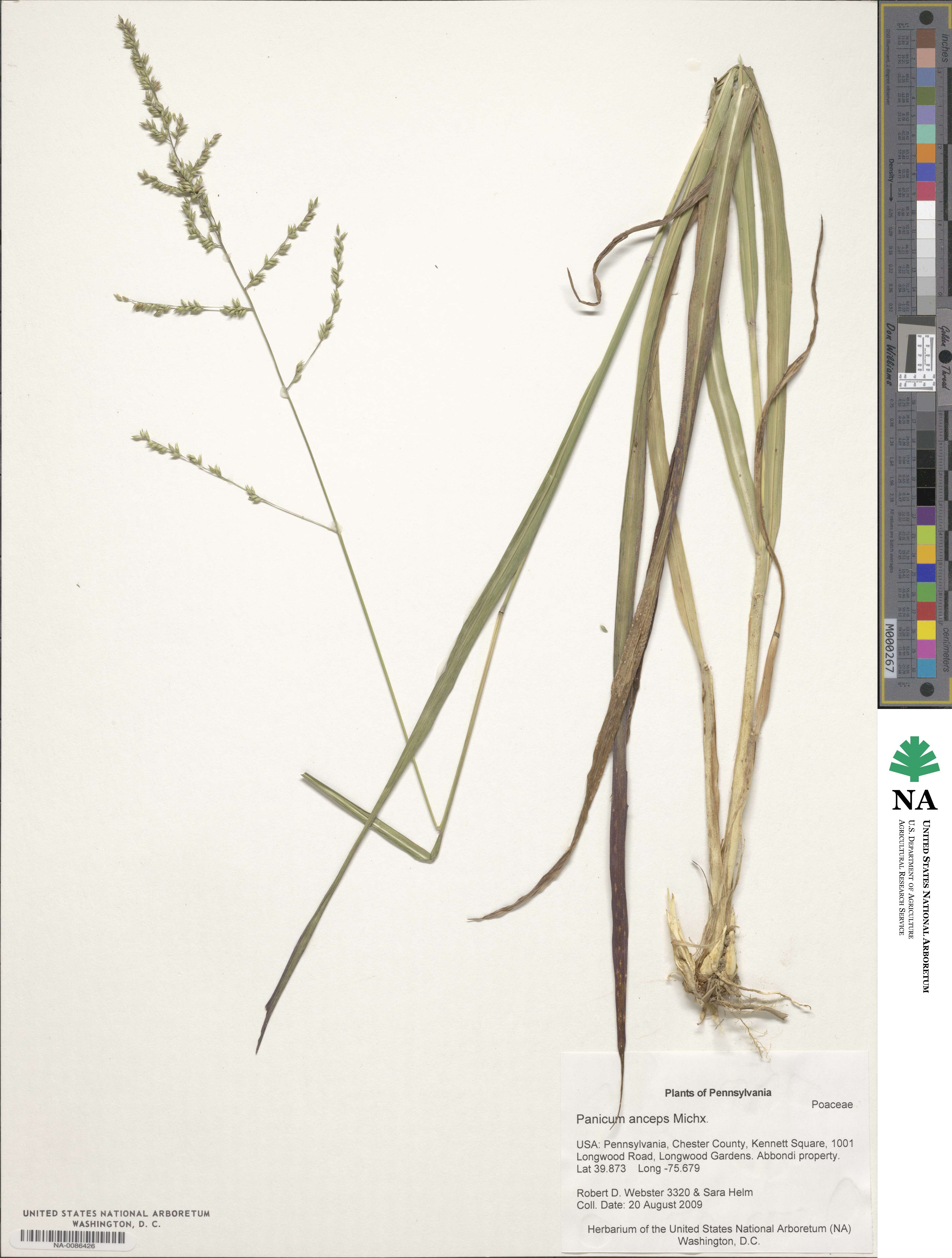 Coleataenia anceps image