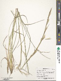 Andropogon virginicus image