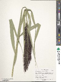 Phragmites australis image